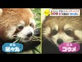 【とべとべzoo】かわいすぎる！！レッサーパンダたっぷり