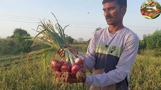 कांदा काढणी कलर साईज कशी पहा समक्ष | कांदा व्यवस्थापन काढणी साठवण | krushi varta channel