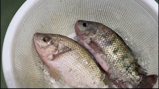 বিদেশের মাটিতে তাজা তেলাপিয়া মাছ, Fresh tilapia fish from foreign soil