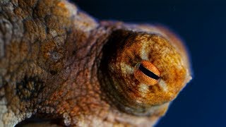 Octopuses are Absolutely Bizarre! | Natural World: The Octopus In My House | BBC Earth