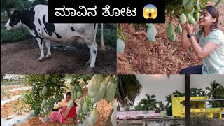 ಕೋಲಾರದಲ್ಲಿ ಆ ಸಂಜೆಯ ಕ್ಷಣಗಳು😀 ಮಾವಿನ ತೋಟ