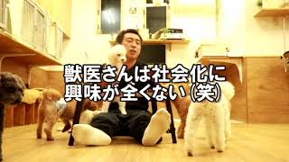 日本で犬の社会化が広まらないのは、興味がないから