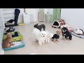 みんなゴキゲンだぜっ！　🐶ひみつきちなう！③🐶 ビションフリーゼ マルチーズ チワックス チワワ 柴犬 トイプードル 2020年3月18日