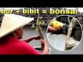 Cara Mudah Dan Murah Punya Bonsai Mewah