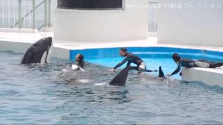 20140528【トレーナーさんと遊ぶシャチファミリー@鴨川シーワールド】鴨川シーワールド,kamogawa sea world,Killer Whales,orca