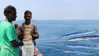 LOT OF GAR FISH CATCHING IN THE SEA