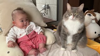 赤ちゃんの成長を近くで見守る猫　ノルウェージャンフォレストキャット　A cat watching the baby's growth up close