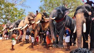 തെച്ചിക്കോട്ടുകാവ് പൂരത്തിന് നിരന്ന് കൊമ്പന്മാർ 🔥😎 | Thechikottukavu Pooram 2025 | Raman Today