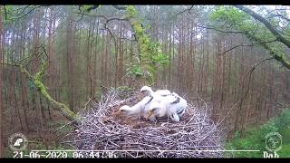 ~ Black storks - Łódź - Poland - GOSHAWK ATTACKS AND KIDNAPPING YOUNG STORKS -