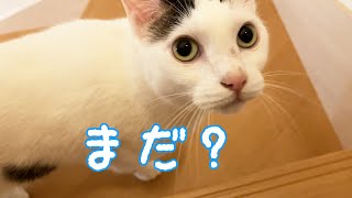 ご飯前の猫たちはこうやって過ごしています