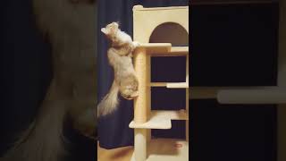 【猫動画】全力何パーセント⁉️😸♡♥#shorts  #猫 #かわいい #癒し #cat #ﾉﾙｳｪｰｼﾞｬﾝﾌｫﾚｽﾄｷｬｯﾄ