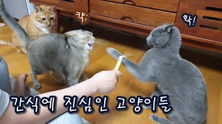 간식에 진심인 고양이들 / 아치야 파파가 올해 14살이야...ㅠ /  띠동갑 /동거일기│일상Vlog │고양이 / 강아지 / 일상