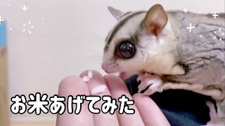 【可愛い】フクロモモンガにお米をあげてみた　#フクモモ #sugerglider #小動物 #エキゾチックアニマル #蜜袋鼯