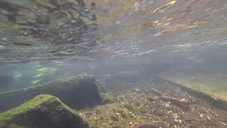 Salmon runs in a tributary to the Chitose River, Hokkaido