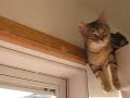 dutchie the climbing kitty