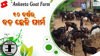 🐐🐐 ଗଞ୍ଜାମ ଜିଲ୍ଲାର ବଡ଼ ଛେଳି ଫାର୍ମ || Ankeeta Goat Farm in Odisha || #shorts