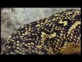 What Makes a Puff Adder a Lethal Hunter  Serpent  BBC Studios