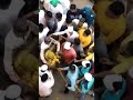 jamnagiri moharram tiger 2022 moharram muharram moharramstatus2022 dhule viral moharramspecial