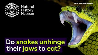 Do snakes unhinge their jaws to eat? | Surprising Science