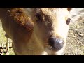 子鹿に鹿せんべいをあげてみる！＠奈良公園 その55