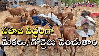 మేకల పెంపకం | గొర్రెల పెంపకం | పొట్టేళ్ల పెంపకం | Mekala Pempakam | Gorrela Pempakam | Sagu Nestham