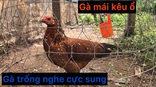 Tiếng gà mái kêu chứng tỏ sắp đựơc thu hoạch trứng | hens croak