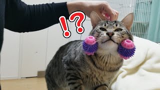 美顔ローラーでまん丸顔の猫をさらにイケメン化させようとしたら…