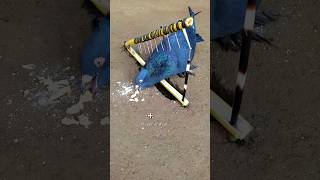 pigeon trap | bird trap | pura trap video #shorts #youtubeshorts #ytshorts