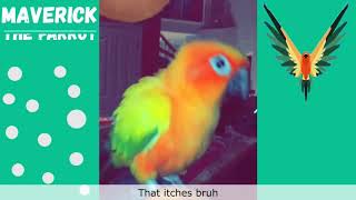 Maverick The Parrot Funny Vines Compilation \u0026 Instagram Videos