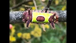 Backyard Biodiversity: Tips For Finding EPIC Caterpillars