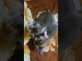 cute cat video 😻 kitten video 😻 funny videos......@gangacreation