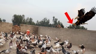 Pigeon Racing In Pakistan | Kabootar Bazi Ka Muqabla 2020