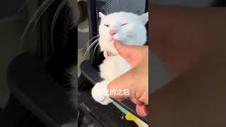 小猫咪听话给一顿吃的就够了~ #玉米猫 #这个猫头好上头 #被迫营业的猫猫 #小猫咪怼脸杀视频