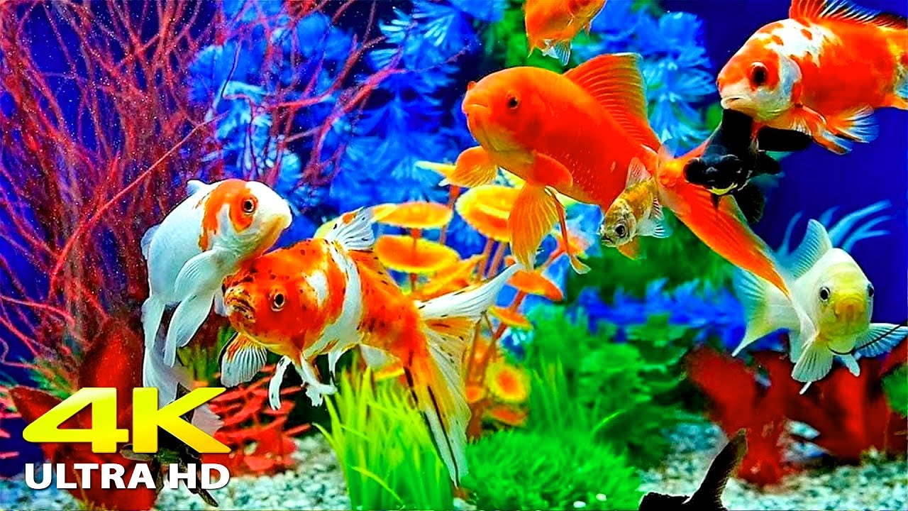 Aquarium 4k Video Ultra Hd ёяра Beautiful Relaxing Coral Reef Fish