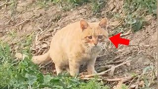 [Rescue cat] Blind cat survives by eating rotten fish → Rescued by a kind-hearted fisherman nearb...