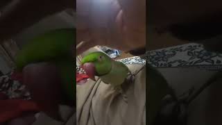 mitto mitoo ....parrot #mitto #talkingparrot