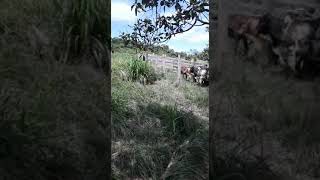 fazenda agro Nordeste.. mais bezerros chegando no Pasto