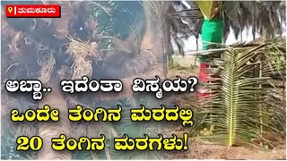 ಅಬ್ಬಾ.. ಇದೆಂತಾ ವಿಸ್ಮಯ..! ಒಂದೇ ತೆಂಗಿನ ಮರದಲ್ಲಿ 20 ತೆಂಗಿನ ಮರಗಳು! | Coconut tree | Vijay Karnataka