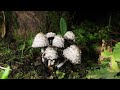 РОСТ ГРИБОВ coprinus comatus навозник белый за 120 часов