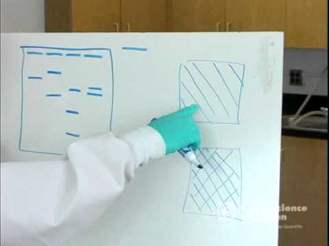 How would your gel electrophoresis results be affected if you accidentally reversed the positive and negative electrodes?