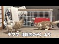 【保護5日目】緊張が走る！ついに先住犬チワワとの初対面【保護猫ノルウェージャン】