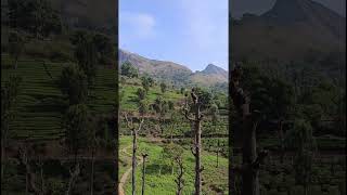 Beautiful views of a tea plantation near Kariashola in the Nilgiris