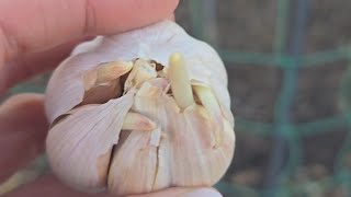 Planting Vietnamese Purple Garlic in the Asian Garden