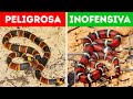 18 serpientes peligrosas que no debes tocar si te las encuentras