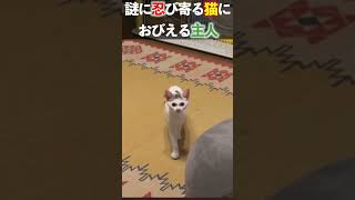 【謎に忍び寄る猫に怯える主人】＃shorts