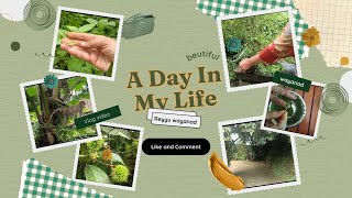 മനോഹരമായ വയനാടൻ ഗ്രാമ കാഴ്ച/Day in my life/Reyyu wayanad