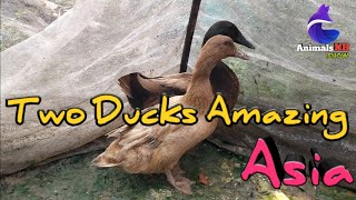 Two Ducks Amazing Good morning បង្កាត់ទាសំពៅយកកូននៅតាមផ្ទះ