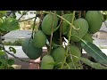 alphonso mangoes grown on terrace in a pot