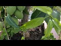 alphonso mangoes grown on terrace in a pot