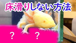 【便利】100円でウーパールーパーが床滑りしない方法/飼育・かわいい